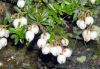 Show product details for Gaultheria itoana